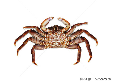 ショウジンガニの腹面 57592970