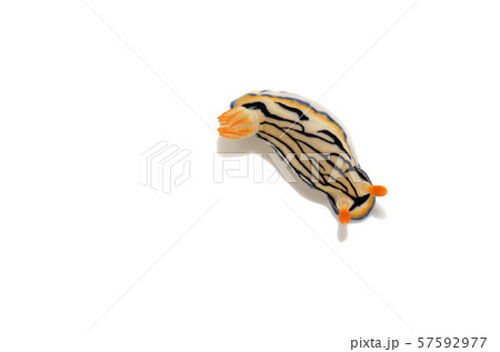 リュウモンイロウミウシ 57592977