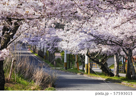 福岡 福岡 57593015