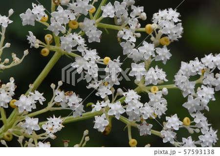 野草 野草 57593138
