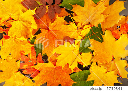 top view of red, green and yellow leaves in water top view of red, green and yellow leaves in water 57593414
