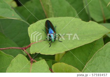 ヤマトタマムシ 57593457