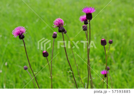 夏の尾瀬ヶ原にて 夏の尾瀬ヶ原にて 57593885