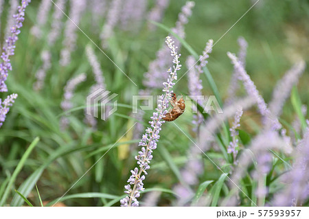 セミの抜け殻 セミの抜け殻 57593957