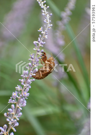 セミの抜け殻 57593961