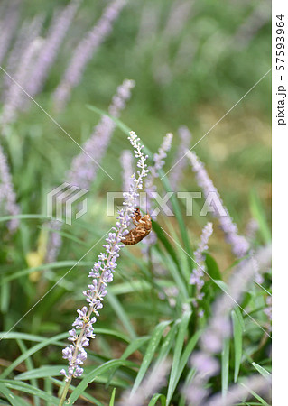 セミの抜け殻 セミの抜け殻 57593964