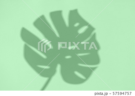Neo mint shadow from monstera on the paper. Abstraction. Photo without focus 57594757