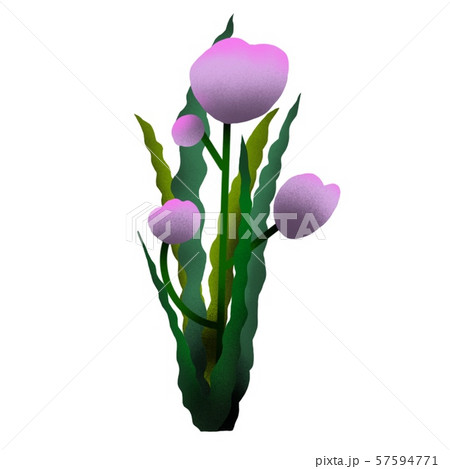 芍薬 花 花束 花屋 花瓶 紫の花 素材 ピンクの花 植物 観葉植物 庭 ガーデニングのイラスト素材