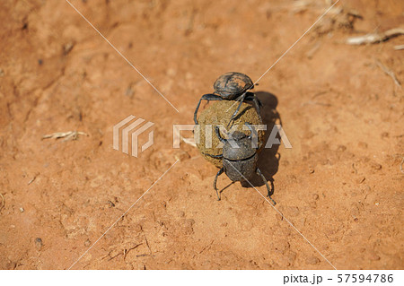 フンコロガシ フンコロガシ 57594786