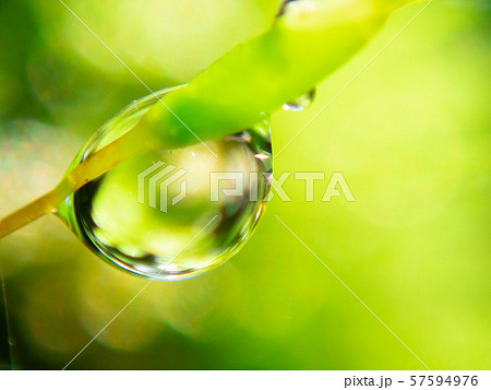 苔に付いた水滴 57594976