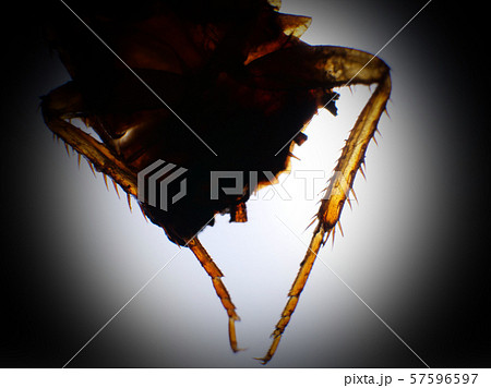 Close up of cockroach 57596597