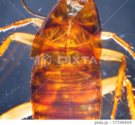 Close up of cockroach Close up of cockroach 57596604