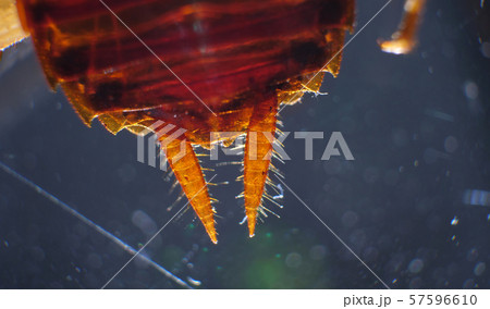 Close up of cockroach Close up of cockroach 57596610