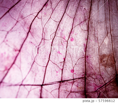 Tissue Microscopic Test Tissue Microscopic Test 57596612