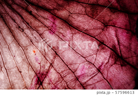 Tissue Microscopic Test Tissue Microscopic Test 57596613