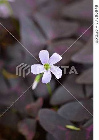 Purple shamrock Purple shamrock 57596949