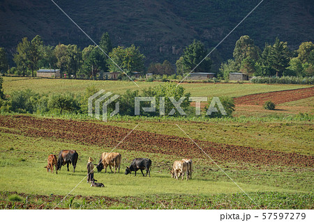 マレアレアの風景 57597279