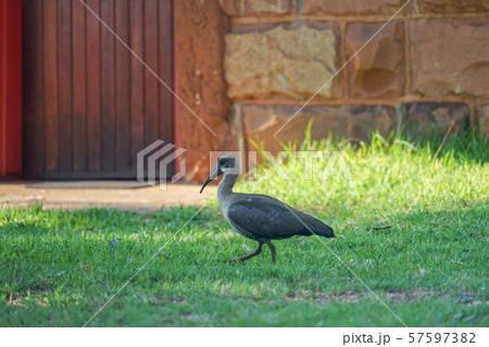 ハダダトキ 57597382