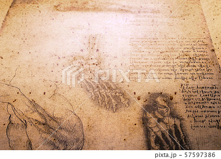 Anatomy Art Drawing 57597386