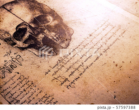 Anatomy Art Drawing 57597388