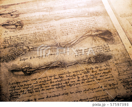 Anatomy Art Drawing 57597393