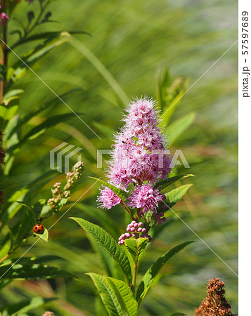 ホザキシモツケ　8月 57597689