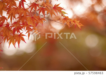紅葉 もみじ 秋 紅葉 もみじ 秋 57598463