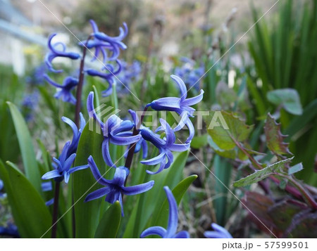 初春の庭に咲く青いヒヤシンスの花の写真素材