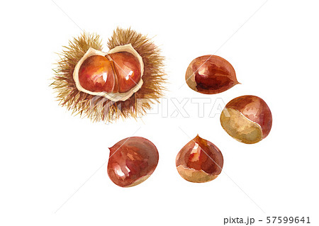 秋の食材 栗の水彩イラスト 57599641