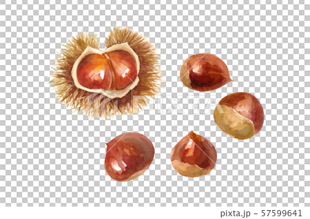 秋の食材 栗の水彩イラスト 57599641