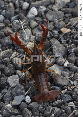 アメリカザリガニ アメリカザリガニ 57599874