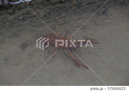 アメリカザリガニ 57600025