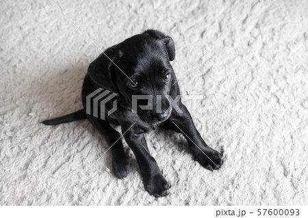 Black dog sitting 57600093