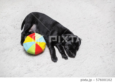 Puppy sleeps with ball 57600102