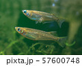 野生メダカの夫婦（卵あり） 57600748