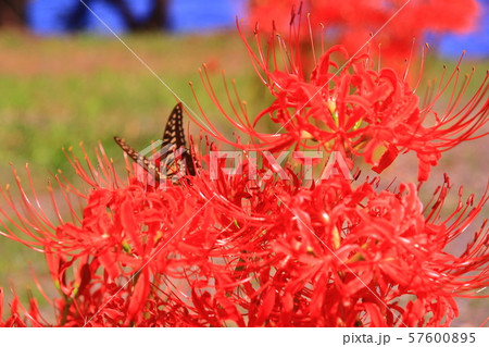 桂浜園地（高島市今津）に咲く彼岸花に蝶々舞う 57600895