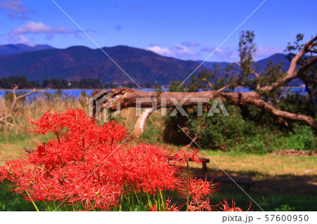 桂浜園地(高島市今津)に咲く彼岸花 桂浜園地(高島市今津)に咲く彼岸花 57600950