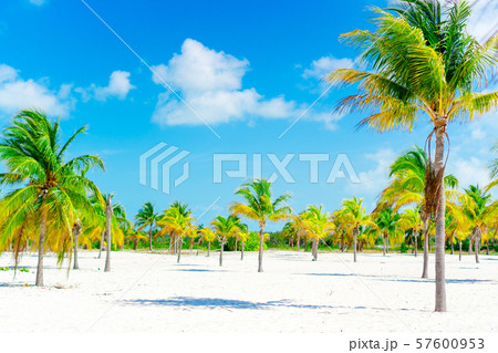 Palm trees on white sand beach. Playa Sirena. Cayo Largo. Cuba. Palm trees on white sand beach. Playa Sirena. Cayo Largo. Cuba. 57600953