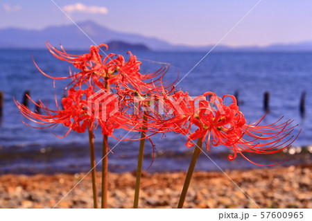 桂浜園地(高島市今津)に咲く彼岸花 桂浜園地(高島市今津)に咲く彼岸花 57600965