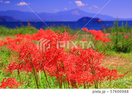 桂浜園地（高島市今津）に咲く彼岸花 57600988