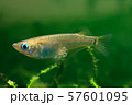 野生メダカの抱卵メス（ミナミメダカ） 57601095