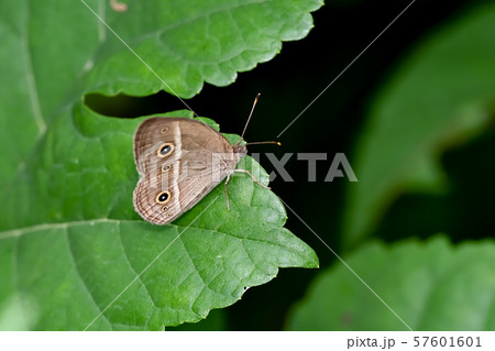 ヒメジャノメ ヒメジャノメ 57601601