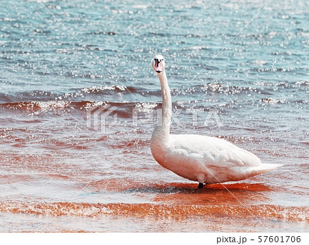 Breeding of wild Swan feeding on lake bank, close 57601706