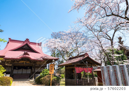 宗吾霊堂 鳴鐘山東勝寺 薬師堂 春 桜 （千葉県成田市） 2019年4月撮影 57602203