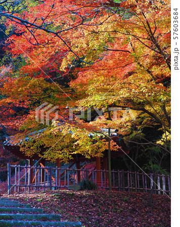 紅葉谷公園（山口県：岩国） 57603684