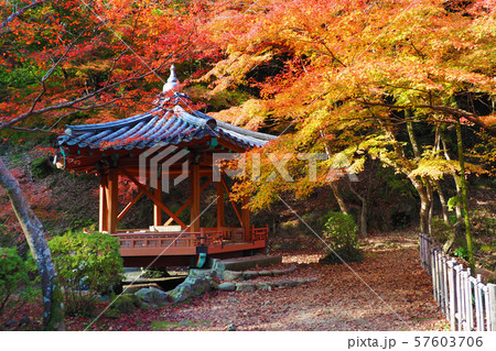 紅葉谷公園(山口県:岩国) 紅葉谷公園(山口県:岩国) 57603706
