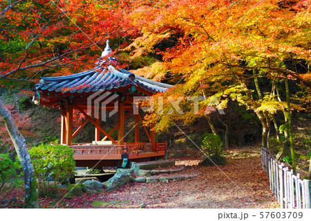 紅葉谷公園(山口県:岩国) 紅葉谷公園(山口県:岩国) 57603709