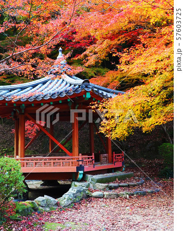 紅葉谷公園(山口県:岩国) 紅葉谷公園(山口県:岩国) 57603725