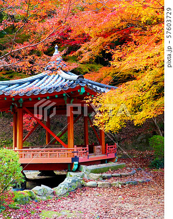紅葉谷公園（山口県：岩国） 57603729
