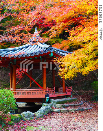 紅葉谷公園(山口県:岩国) 紅葉谷公園(山口県:岩国) 57603731